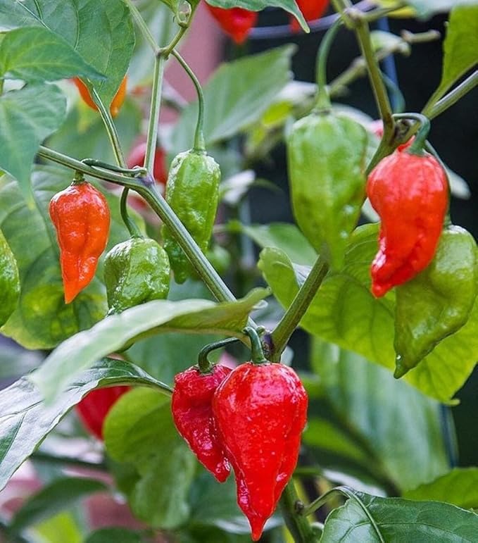 30+ Ghost Pepper Seeds Bhut Jolokia Extremely Hot Pepper Chili Genuine USA Non-GMO Garden Planting