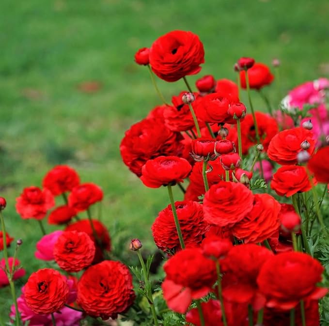 Mixed Peony Ranunculus Bulbs- Persian Buttercup -10 Corms Bulbs Flowering Blooms Perennial Bulbous Root Garden Plant (Red)