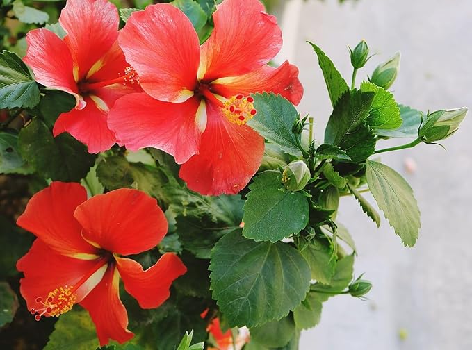 Premium Hibiscus grandiflorus Seeds for Planting – 100+ Non-GMO Heirloom Seeds for Giant Tropical Blooms – Fast-Growing, Easy to Cultivate