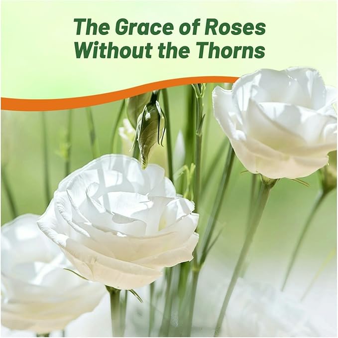 Outsidepride Lisianthus Sapphire White Flower Seeds - 50 Pcs. Annual, Versatile & Low Maintenance, Flower Seeds for Planting Prolific & Vibrant Double Blooms, Great for Cut Flower Arrangements