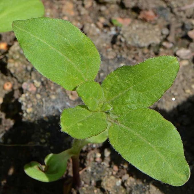 Seed Needs Sunflower Seeds for Planting Wild Sunflowers - Heirloom & Open Pollinated Flower Seed to Plant an Outdoor Wildflower Butterfly Garden (1 Pack)