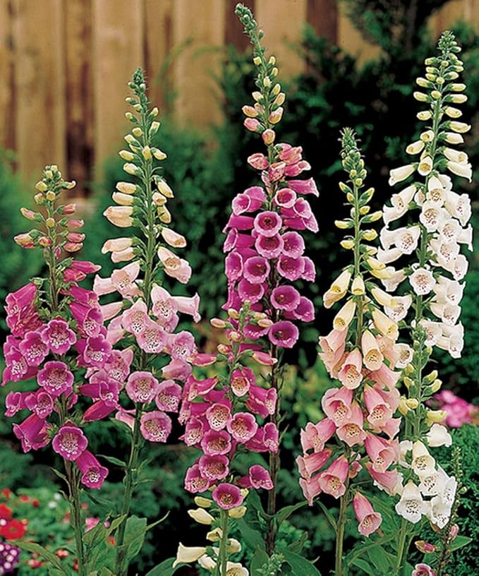 Foxglove Purple Mix Seeds – Digitalis Purpurea | Biennial/Perennial | Stunning Purple Blooms for Cottage Gardens & Borders