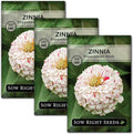 Sow Right Seeds - Peppermint Stick Zinnia Seeds for Planting - Non-GMO Heirloom Packet to Plant & Grow an Outdoor Home Flower Garden - Beautiful, Giant Double Blooms to Cut and Come Again - Annual (3)