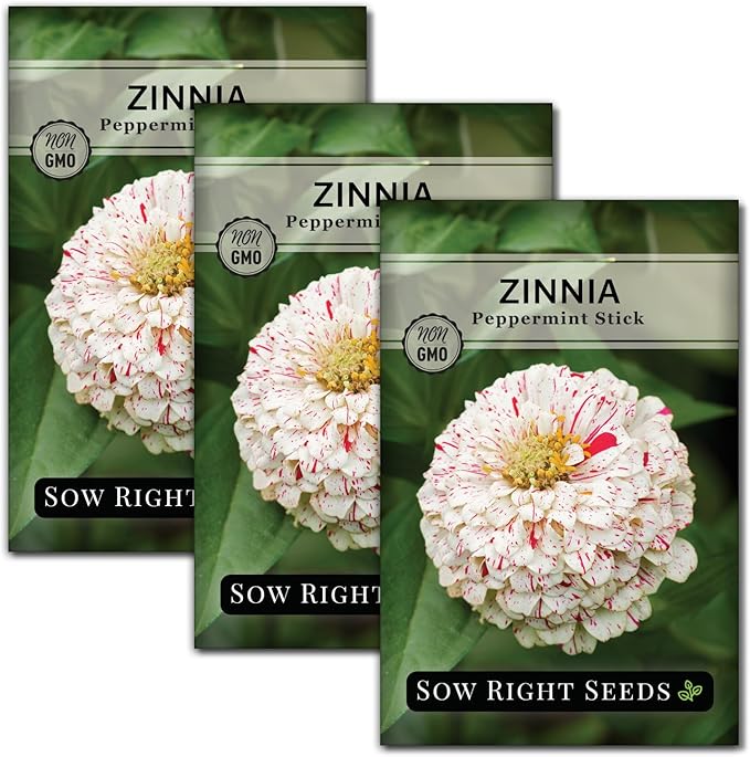 Sow Right Seeds - Peppermint Stick Zinnia Seeds for Planting - Non-GMO Heirloom Packet to Plant & Grow an Outdoor Home Flower Garden - Beautiful, Giant Double Blooms to Cut and Come Again - Annual (3)