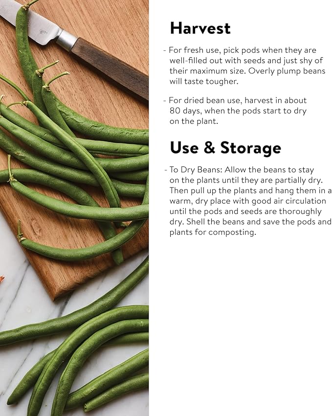 Burpee Early Italian Bush Bean Seeds 2 ounces of seed