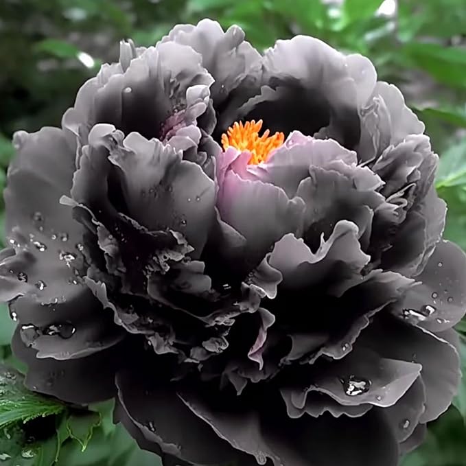 100+ Mix Peony Flower Seeds for Planting Heirloom Peony Poppy Seeds Open Pollinated Attract Butterflies Outdoor and Indoor