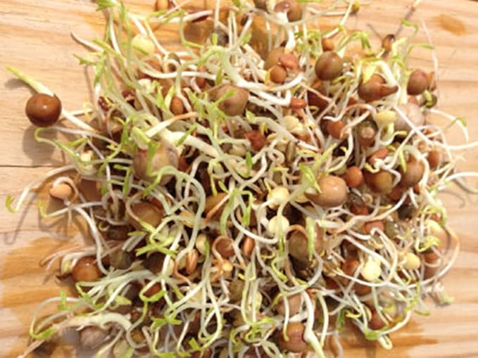 Bean Mix Sprouting Microgreen Seeds, John's Rootin Tootin Bean Mix,8 oz Bag,"COOL BEANS n SPROUTS", Jacobs Ladder Ent. Brand. A small town family run USA business.Thank you !