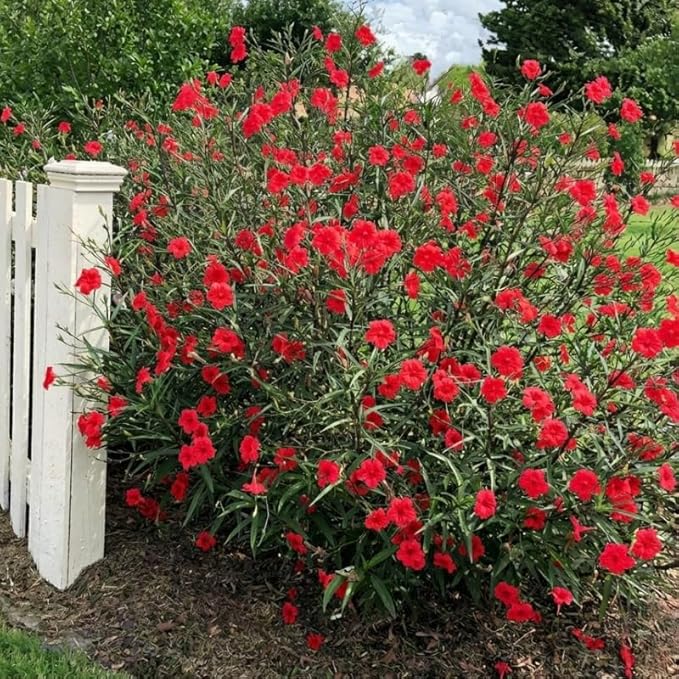 Set 6 Brazilian Red Mexican Petunia Plants Live, Perennial Outdoor Growing, Startrer Size 4-6" in Tall, Long Blooming Season, Landscapes, Borders, Ground Cover