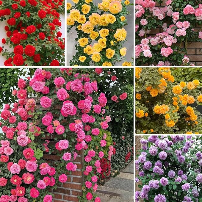 400+ Perennial Climbing Rose Seeds for Planting in Your Home Garden-Non-GMO Heirloom Plant Seeds Garden Outdoor