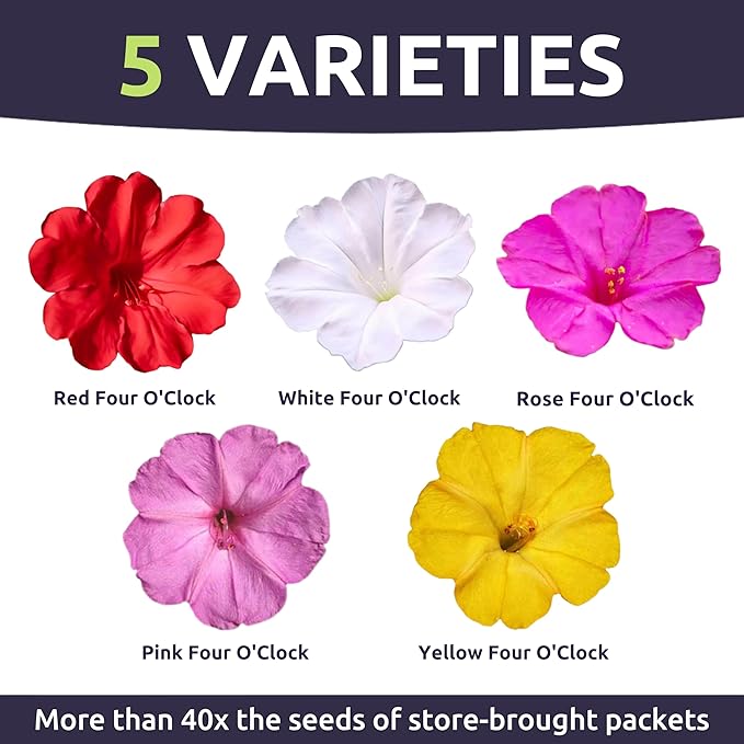 Four O'Clock Mixed Colors Blend - Bulk 1/4 Pound Pouch - 1,250 Flower Seeds for Planting - Mirabilis Jalapa