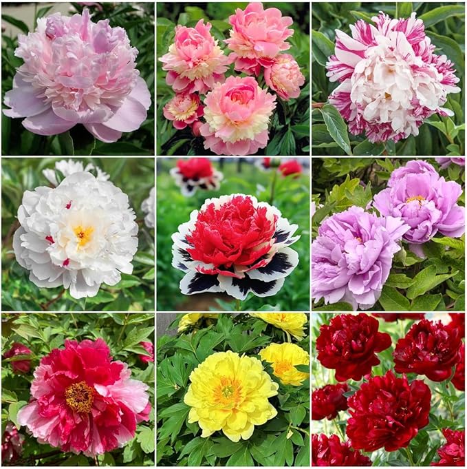 98 Mixed Peony Seeds for Planting - Colorful Perennial Flower Seeds, Heirloom Non-GMO Variety for Home Garden & Flower Beds - Stunning Ruffled Double Blooms, Attracts Bees and Pollinator