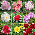 98 Mixed Peony Seeds for Planting - Colorful Perennial Flower Seeds, Heirloom Non-GMO Variety for Home Garden & Flower Beds - Stunning Ruffled Double Blooms, Attracts Bees and Pollinator