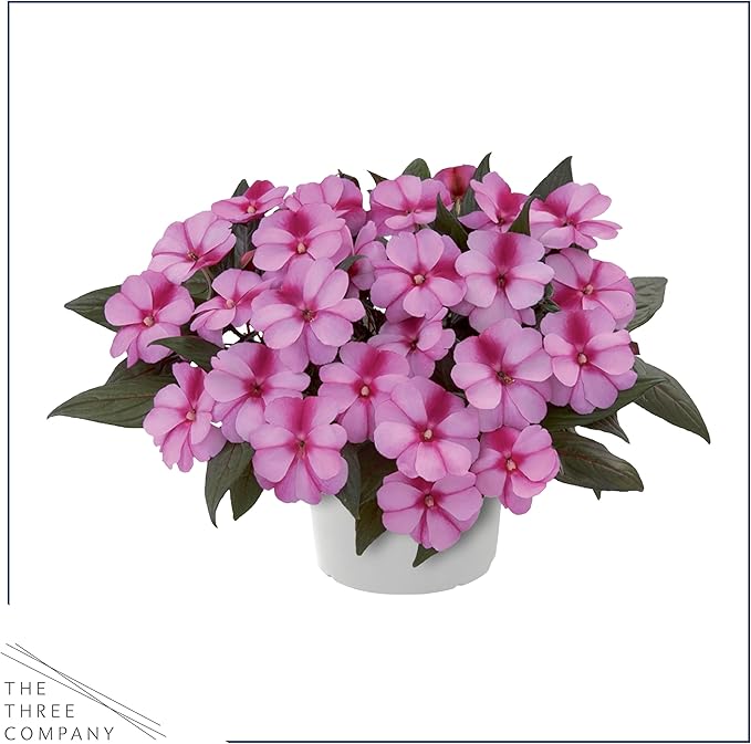 Live Flowering New Guinea Impatiens - Grower's Choice Assorted Colors (3 Plants Per Pack) - Beautiful Shade Flowers - 12" Tall by 5" Wide in 1 Qt Pot