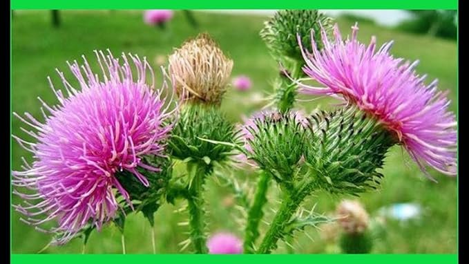 CEMEHA SEEDS Herb Holy Thistle Milk Mary Silybum Marianum Medicinal Annual Non-GMO