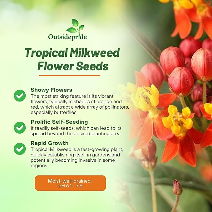 Outsidepride Tropical Milkweed Seeds - 2000 Pcs Perennial, Heat & Humid Tolerant, Pollinator-Friendly Wildflower Seeds, Ideal for Monarch Butterflies, Cut Flowers, Borders, or Meadows