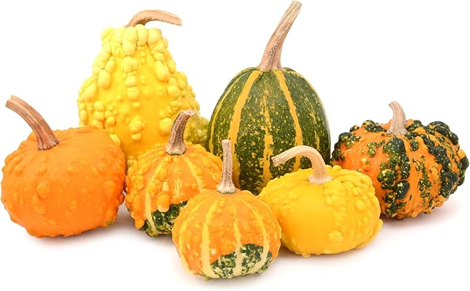 Gourd Seeds Collection, 4 Heirloom Non-GMO Varieties. Birdhouse Bottle, Luffa Sponge, Dipper, Small Mixed.