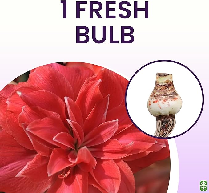 Double Pink Amaryllis Bulb – Large Bulb for Planting, 4-8 Blooms, 16–24" Tall – Elegant Indoor & Outdoor Plant – Ideal for Seasonal Decor – Low-Maintenance Amaryllis Bulb (Not in Wax)