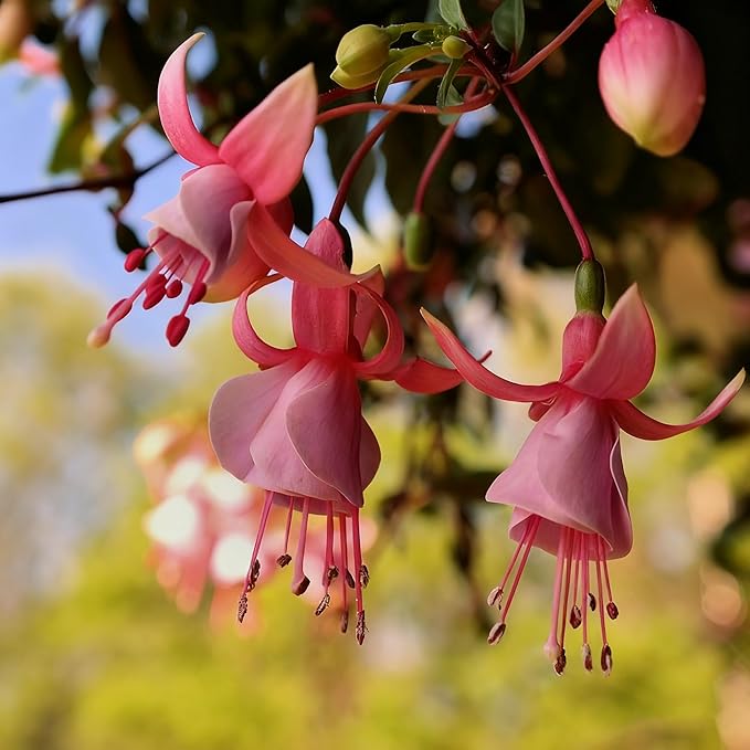 Fuchsia Flower Seed for Planting, 200+ Mixed Fuchsia Seeds, Perennial Flower Plants, Non-GMO Heirloom Flower Seed for Home Garden