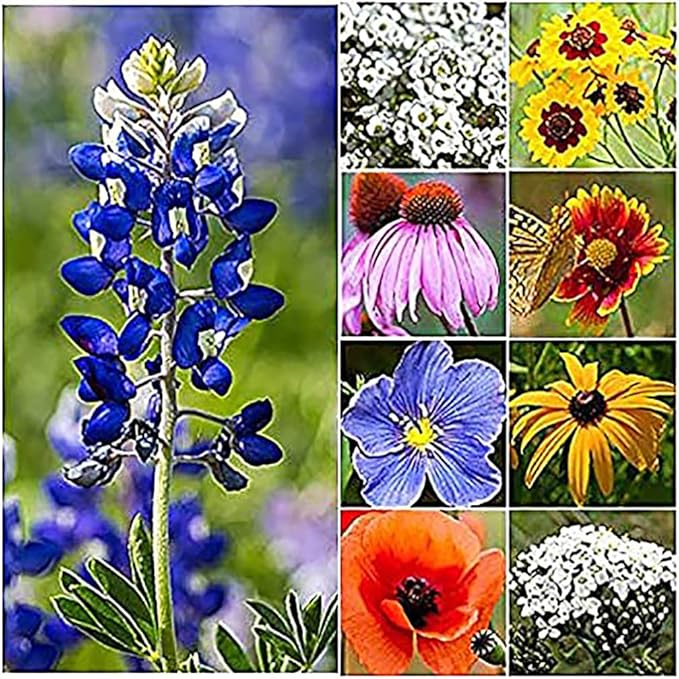 Texas & Oklahoma Wildflower Seeds Mix - Native Annuals, Perennials and Texas Bluebonnets. Non GMO Seeds.