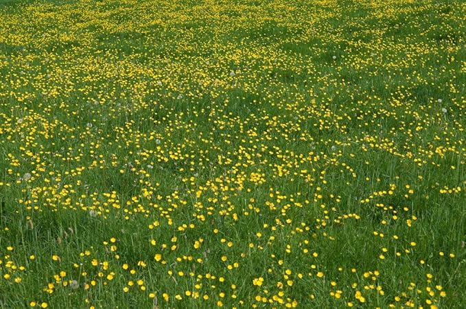 Western Buttercup Seeds (Ranunculus occidentalis) – 250+ Non-GMO & Heirloom Seeds by Isla’s Garden Seeds, Long-Blooming Field Flowers for Pollinator-Friendly Gardens, Great Gardening Gift