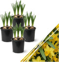 Live Flowering Daffodil (4 Per Pack) - Yellow, Beautiful Spring Bulbs, Ships Dormant in 1 Pint Pot, Blooms in 2-3 Weeks