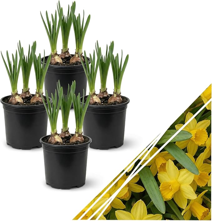 Live Flowering Daffodil (4 Per Pack) - Yellow, Beautiful Spring Bulbs, Ships Dormant in 1 Pint Pot, Blooms in 2-3 Weeks