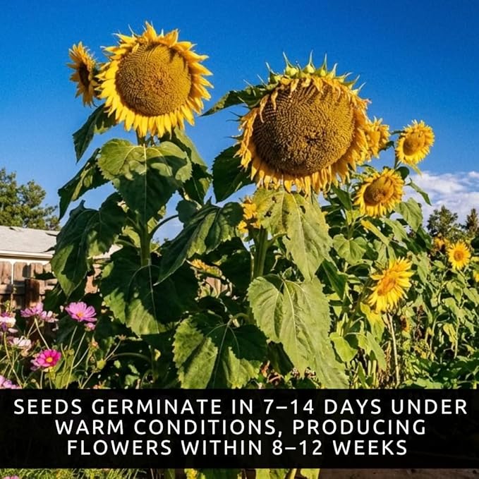 Mongolian Sunflower Seeds – 10 Seeds per Packet, Easy-to-Grow for a Diverse Garden - Tall, Vibrant Yellow Blooms for Garden Beds, Containers, Pollinator-Friendly, Ornamental Annual Flowers