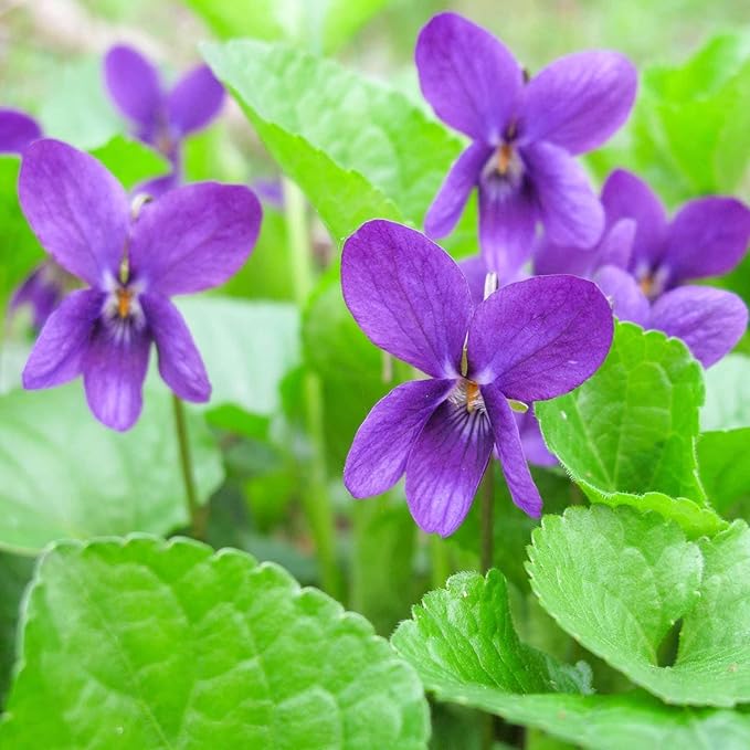 300+ Perennial Sweet Violet Flower Seeds for Planting Outdoors Non-GMO Heirloom