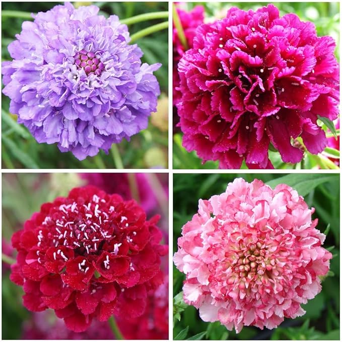 185+ Heirloom Scabiosa Seeds - Non-GMO Perennial, High Germination & Profuse Blooms Low-Maintenance, Bee-Attracting Cut Flower for Garden Decoration