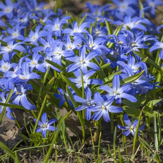 Amazing Rock Garden Flower Collection – 55 Bulbs | Mixed Colors (Pink, Purple, White, Blue) Spring Bloomers – Easy to Grow Perennial | Partial Sun to Shade – Zones 3‑8 - Attracts Butterflies & Bees