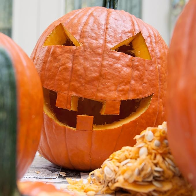 Seed Needs, Jack O' Lantern Pumpkin Seeds - 25 Heirloom Seeds for Planting Cucurbita Pepo - Non-GMO & Untreated, Great for Carving at Halloween (2 Packs)