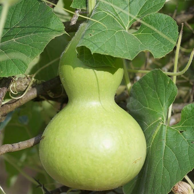 KIRA SEEDS - Seeds Bottle Gourd - Calabash - Lagenaria - Heirloom Vegetable - GMO Free