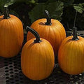 Harvest Jack F1 Pumpkin - 1 OZ ~200 Seeds - Hybrid F1 - Non-GMO, Farm & Garden Vegetable Gardening Seeds