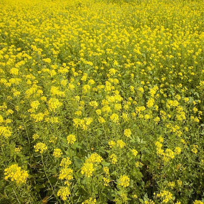 Outsidepride White Mustard Seeds for Planting - 5 lb Annual Cover Crop Seeds w/Deep Root System, High Protein Forage, Ideal for Soil Fertility, Crop Rotations, & Livestock Nutrition