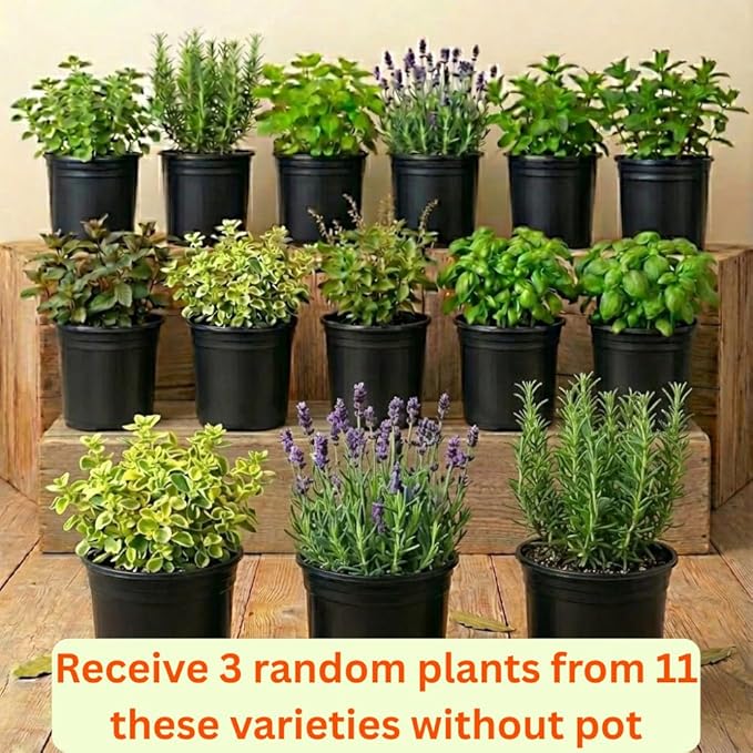3 Assorted Herbs Plants, Cuban Oregano, Holy Basil, Rosemary, Mint Plant, Other Herbs Live Plant for Gardening, 3 to 5 Inc Tall, No Pot
