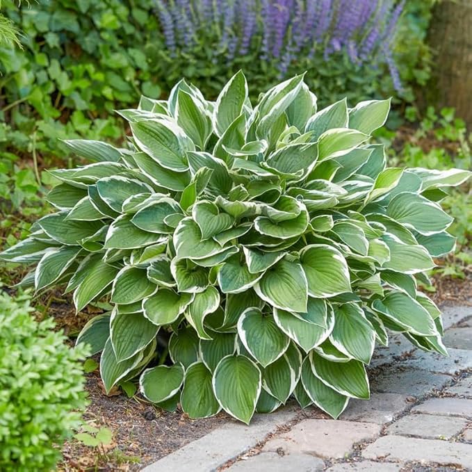 330+ USA Premium Seeds Perennial Hosta Flower Seed for Planting Outdoors-Elegant Blooms for Your Garden Garden Home