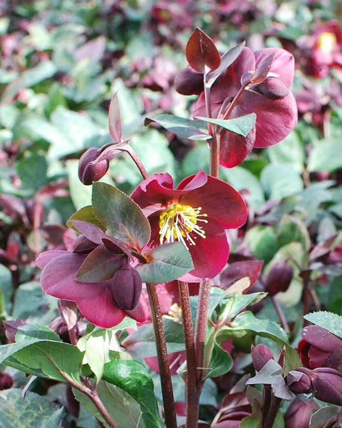 Perennial Farm Helleborus Frostkiss® Anna's Red No. 1