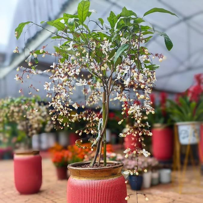 Climbing Jasmine Flower Seeds for Planting, 100 Jasminum Sambac Seeds, Perennial Flower Plants, Non-GMO Heirloom Climbing Jasmine Seed for Home Garden, Balcony, Vertical Garden Decor