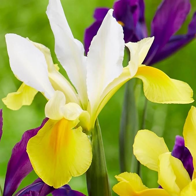 Votaniki Iris hollandica 'Apollo' (Dutch Iris) Bulbs - Hardy Perennial for Spring Blooms | Stunning Yellow & White Flowers, Easy to Grow, Perfect for Cut Flower (25 Pack)