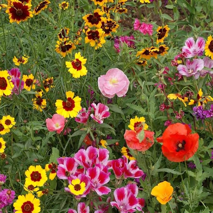 Outsidepride Pollinator Wildflower Seed Mix - 1/4 lb Flower Seeds for Attracting Pollinators, Ideal for All States, Enhances Garden Biodiversity, Supports Bees, Butterflies & Beneficial Insects