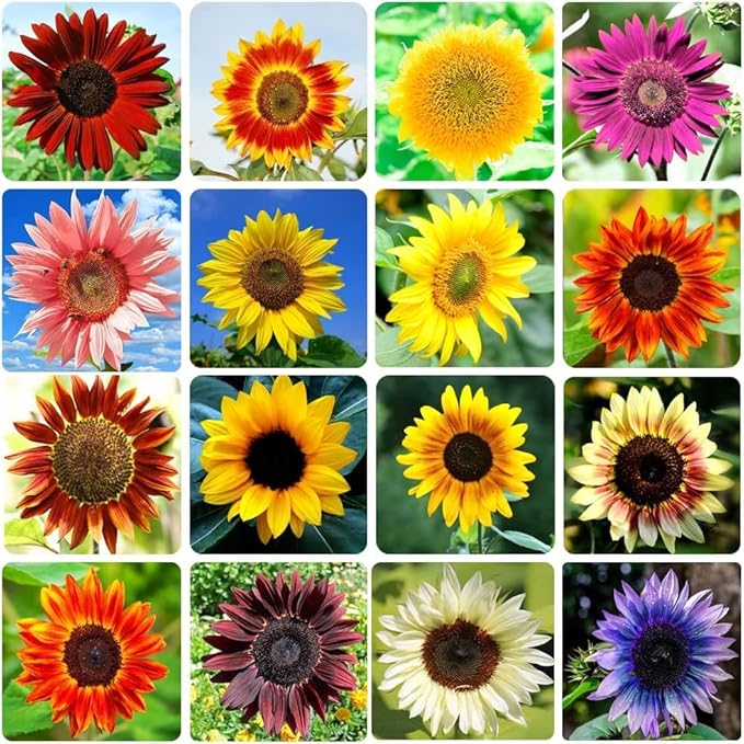 Food Plot Seeds for Planting - Grow Food for Deer, Turkey, Elk, Phesants, Quail and Other Wild Game (Sunflowers Mix - 500 Seeds)