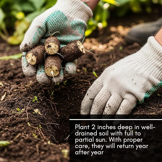 Bocking 14 Comfrey Root Cuttings to Grow - Many Uses, Pretty Flowers - Unrooted Cuttings, Grow Easily (3 Cuttings)