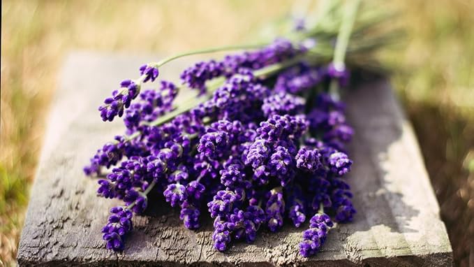 Seeds Lavender Herbs Garden for Planting Non GMO