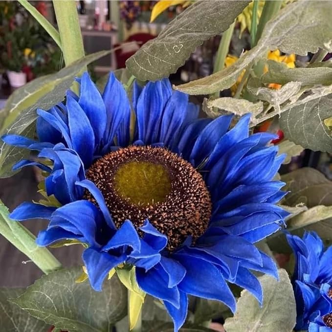 75+ Teddy Bear Sunflower Seeds for Planting Outdoor-Sunflower Seeds-Giant Exotic Helianthus Annuus Flower Seed Non-GMO Heirloom Drought Tolerant Blooms in Home Garden