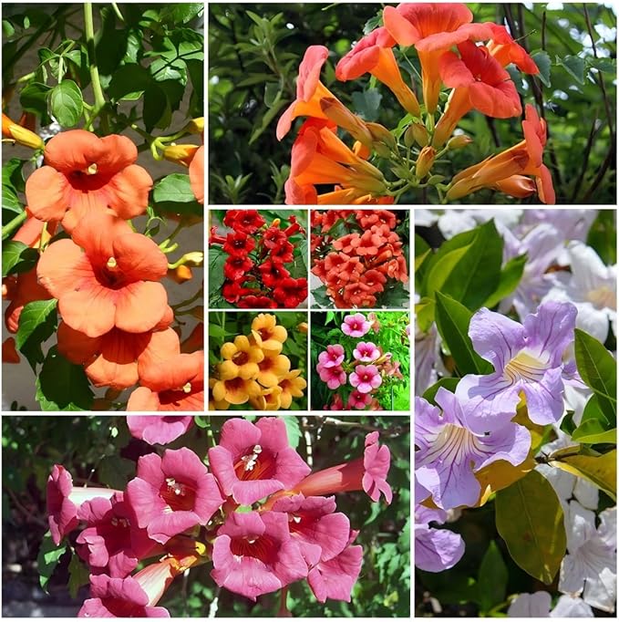 300+ Mixed Hummingbird Trumpet Vine Seeds for Planting - Non-GMO Seeds,Attract Hummingbirds & Butterflies for Outdoor Gardens