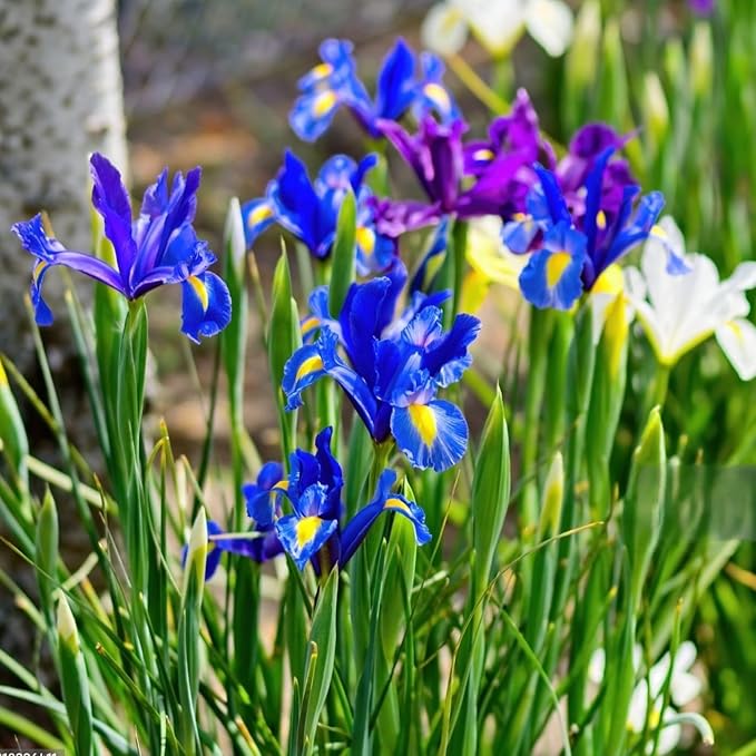Colorful Mixed Dutch Iris Flowers - 60 Bulbs - Beautiful, Bright, Blue, Purple, Yellow, White Flowers - Spring Blooming Perennials Perfect for Gardens - Attracts Butterflies & Bees – Zones 3–8