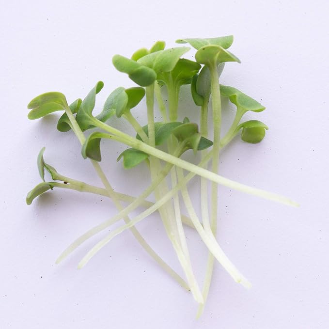 Green Cabbage Microgreens Seeds - 1 Lb ~108,800 Seeds - High Germination, Premium Non-GMO Seed for Growing Green Cabbage Micro Greens