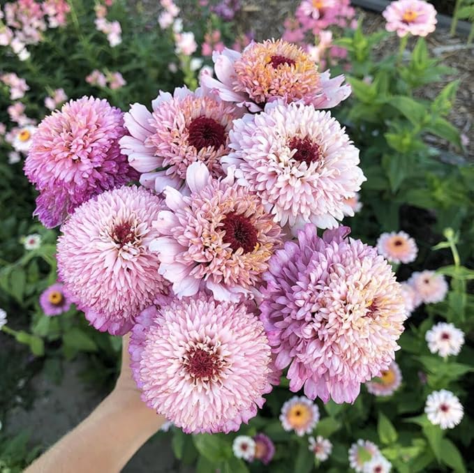 50+Perennial Zinderella Lilac Flower Seeds for Planting Outdoor-Non-GMO Heirloom Pink Zinnia Elegans Pest Resistant Growing in Garden, Beds,Border