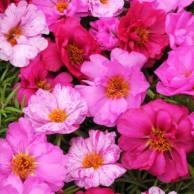10000+Mixed Portulaca Moss Rose Seeds for Planting Outdoor Beautiful Garden Decor Home