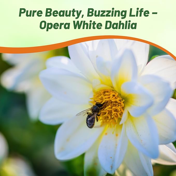 Outsidepride Opera White Dahlia Seeds for Planting - 200 Pcs Annual, Easy to Grow, Season-Long Flower Seeds with Colorful Blooms for Containers, Pots, Borders, & Gardens, Suitable as Cut Flower